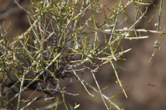 Lacomucinaea lineata