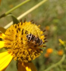 Eristalis stipator
