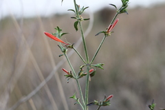 Dicliptera squarrosa