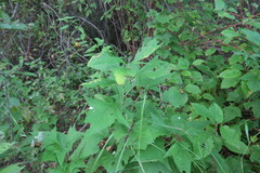 Parasenecio hastatus