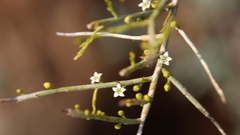 Lacomucinaea lineata