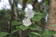 Brunfelsia australis
