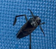 Notonecta irrorata