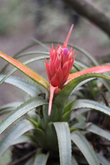 Aechmea recurvata