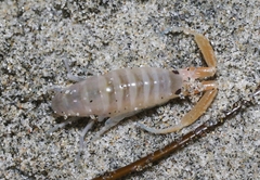 Megalorchestia corniculata
