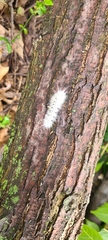 Lophocampa caryae