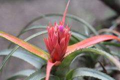 Aechmea recurvata