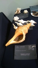 Triplofusus princeps