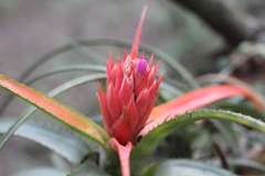 Aechmea recurvata