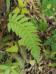 Woodwardia unigemmata