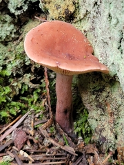 Lactarius lignyotus