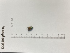 Scarabaeidae
