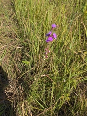 Liatris aspera