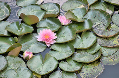 Nymphaea alba