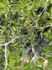 Condalia hookeri