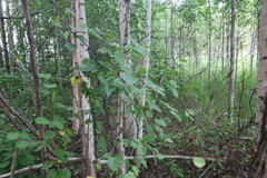 Betula pubescens