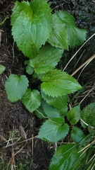 Leptostelma catharinense