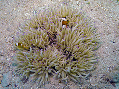Heteractis crispa