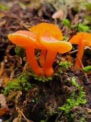 Gloioxanthomyces nitidus