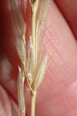 Calamagrostis