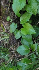 Leptostelma catharinense