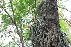 Aechmea recurvata
