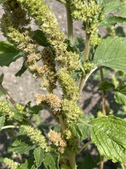 Amaranthus retroflexus