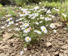 Erigeron divergens
