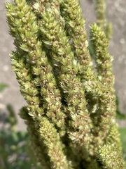 Amaranthus retroflexus