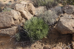 Tylecodon wallichii ecklonianus