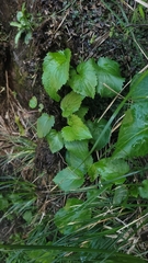 Leptostelma catharinense