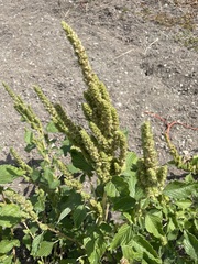 Amaranthus retroflexus