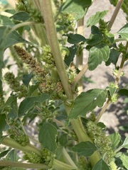 Amaranthus retroflexus