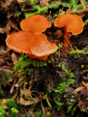 Gloioxanthomyces nitidus