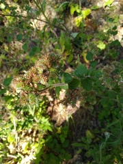 Phacelia nemoralis nemoralis