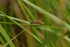 Chorthippus apricarius