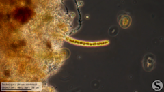 Klebsormidium