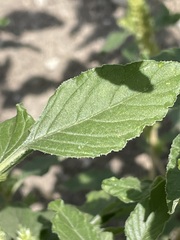 Amaranthus retroflexus