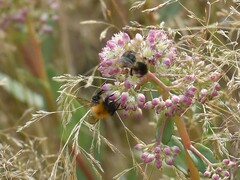 Bombus pascuorum