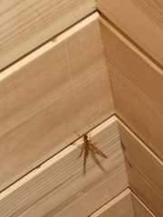 Opheltes glaucopterus