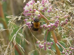 Bombus pascuorum