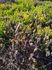 Phacelia distans