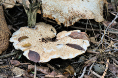 Polyporus tuberaster