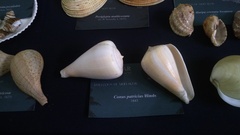 Conus patricius