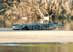 Melanosuchus niger