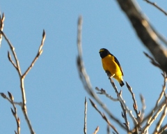 Euphonia chlorotica