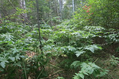 Heracleum dissectum