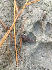 Cerithideopsis scalariformis