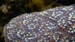 Botryllus schlosseri