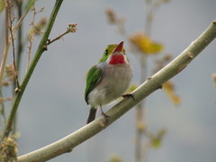 Todus multicolor